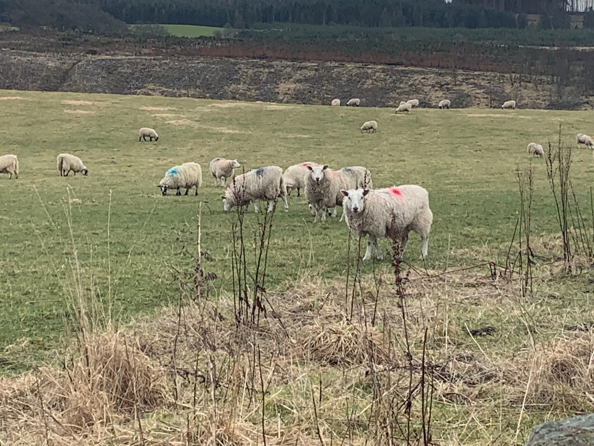 Sheep grazing in the glen above Logiealmond
